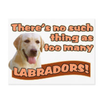 LABRADOR RETRIEVERS