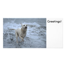 Labrador running out of sea custom photo card