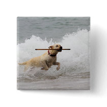 Labrador - Yellow - Go Fetch!