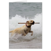 Labrador - Yellow - Go Fetch!
