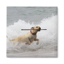 Labrador - Yellow - Go Fetch!