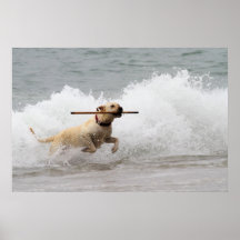 Labrador - Yellow - Go Fetch! Posters