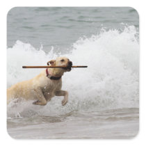 Labrador - Yellow - Go Fetch!