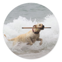 Labrador - Yellow - Go Fetch!