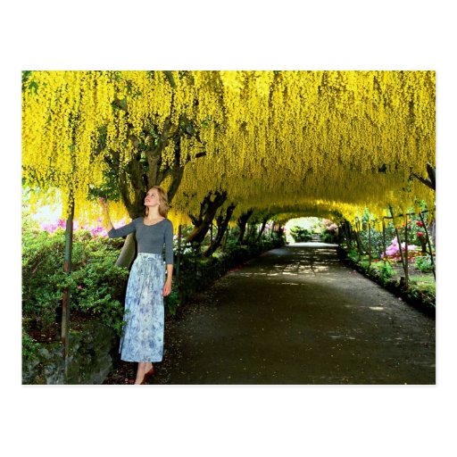 Laburnum arch, Bodnant Garden from the Forest Postcard