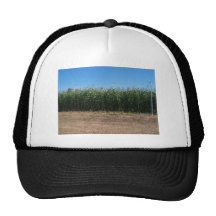 labyrinthe de maïs casquettes