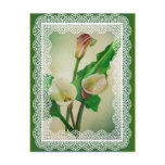 Lace Calla Lilies Postcards