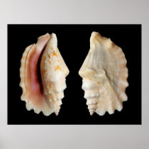 Laciniate Conch