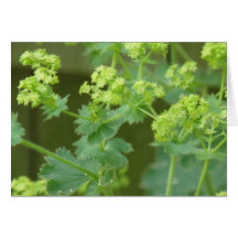 Ladies Mantle Greeting Cards