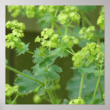 Ladies Mantle Poster