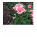 Ladies Petite T-Shirt - Rose