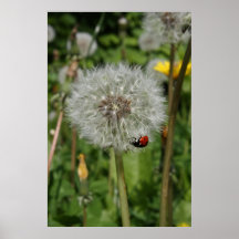lady beetle - ladybird on dandelion poster