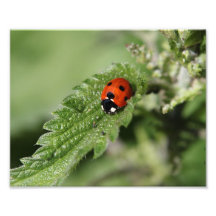 lady beetle photo