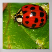 Lady Bug Canvas Pring Posters