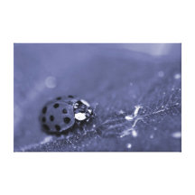 Lady Bug Canvas Prints