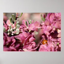 Lady Bug in Desert Hop Sage Poster