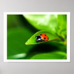 Lady Bug On A Leaf Poster