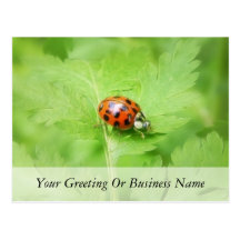 Lady Bug on Feverfew Leaf Post Card