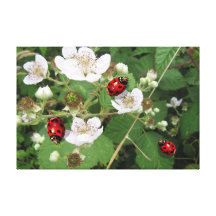 Lady bug on white berry blossoms canvas print art