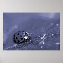 Lady Bug Posters