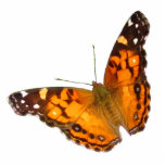 Lady Butterfly ~ acrylic Photo Cut Out