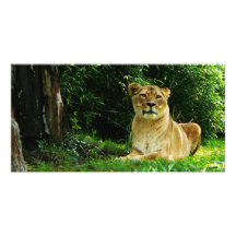 Lady Lion Relaxing Photo Cards