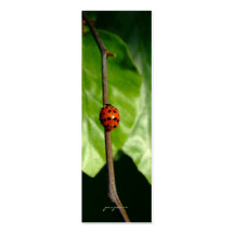lady luck business card