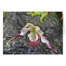 Lady slipper greeting greeting card