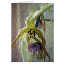 Lady slipper orchid - Card