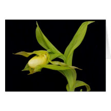 Lady slipper orchid - Card