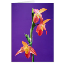 Lady Slipper Orchid Cards