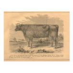 Lady Susan, First Prize Cow at Utica, 1863 Post Card