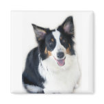 Lady the Australian Shepherd Magnet