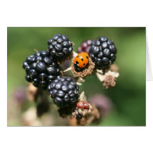 Ladybird and Blackberries Card
