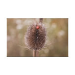 Ladybird cachant la copie de toile impressions sur toile