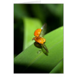 ladybird greeting cards