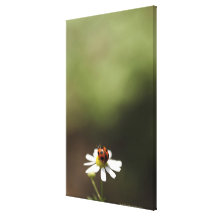 Ladybird on Chamomile Flower Gallery Wrapped Canvas