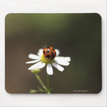 Ladybird on Chamomile Flower Mousepads