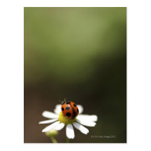 Ladybird on Chamomile Flower Post Card