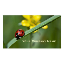 Ladybird on grass blade Custom Business Cards