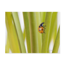 Ladybird on plant stems postcards
