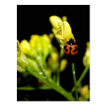 ladybird post cards