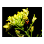 ladybird post cards