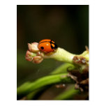 ladybird postcard