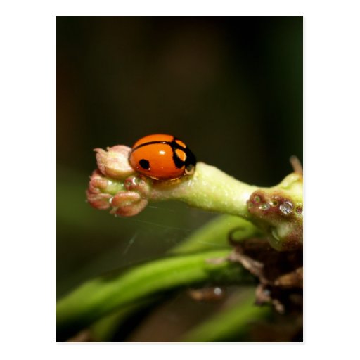 ladybird postcard