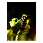 ladybird postcards