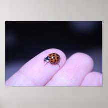 Ladybird Posters