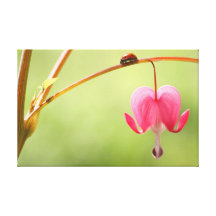Ladybug and Bleeding Heart Flower Canvas Print