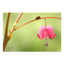 Ladybug and Bleeding Heart Flower Photo Art