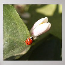 Ladybug and Blossom on Canvas Print